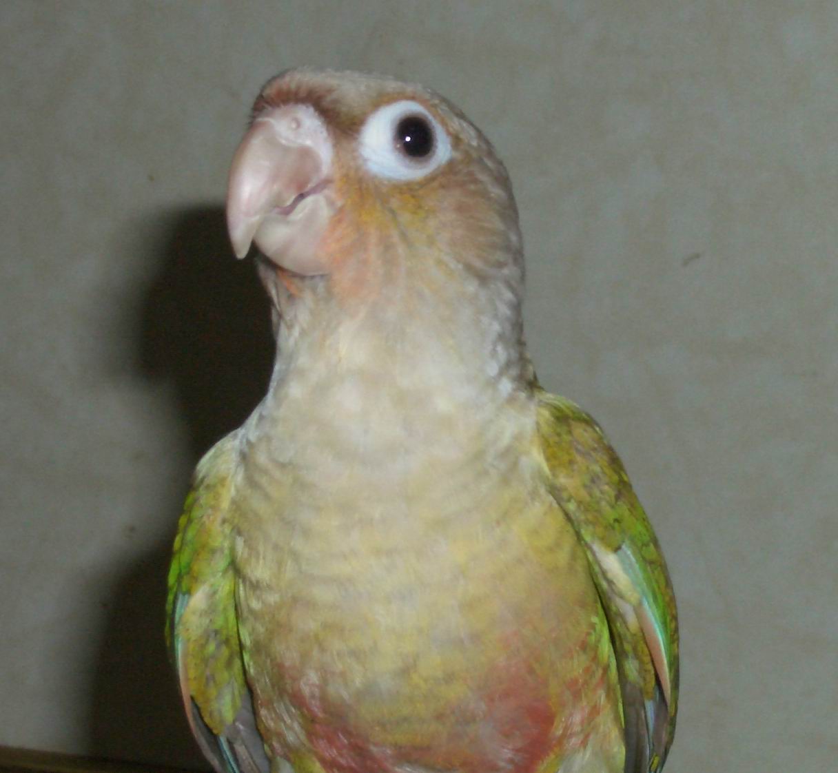 肉桂小太陽