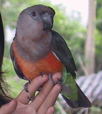 紅腹