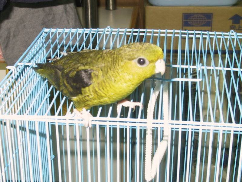 橫斑