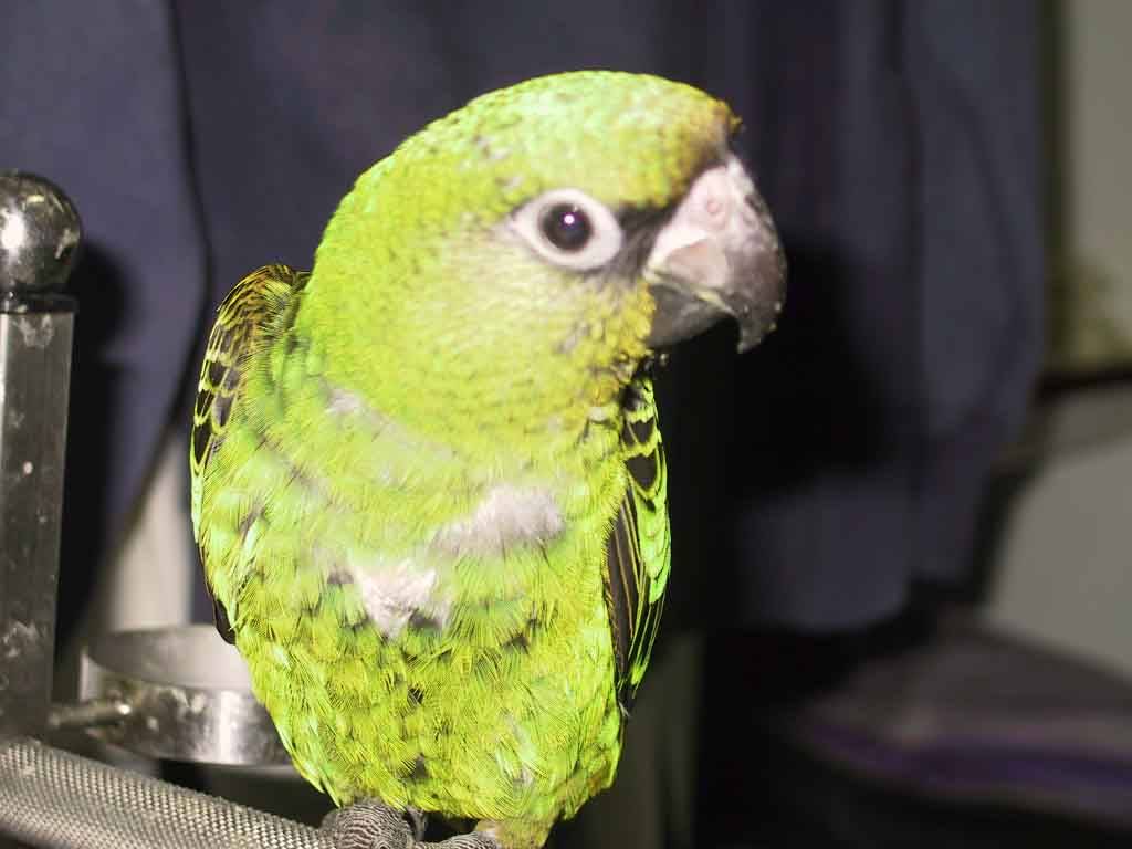 幼鳥?