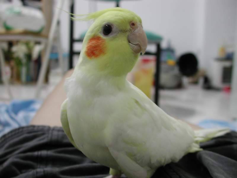 berry