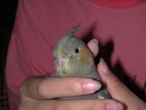變成茄菲鳥了