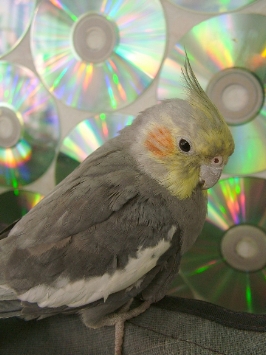 音樂鳥