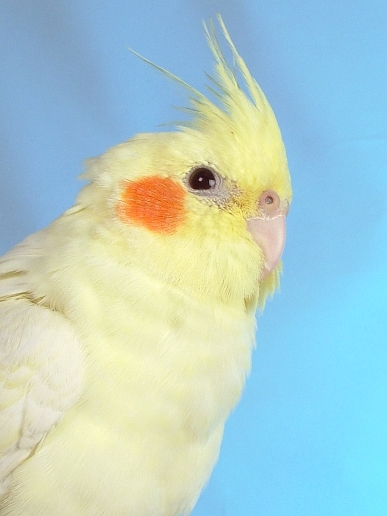 Q蛋(oldpa的鳥）