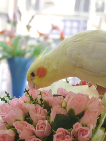 花癡!?吃花?!