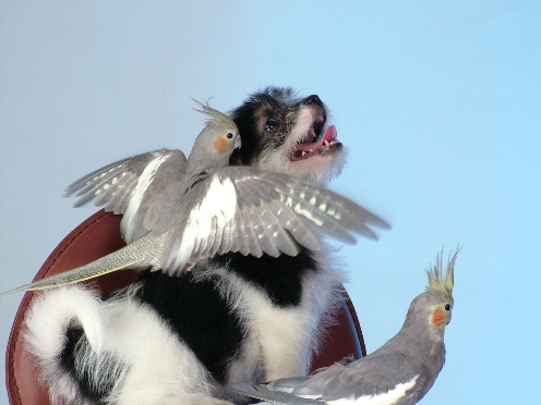 誰是主角6