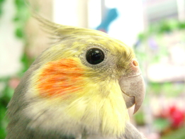 大眼仔