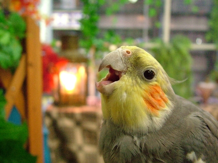 ㄚ..........ㄚ..............