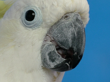 大嘴