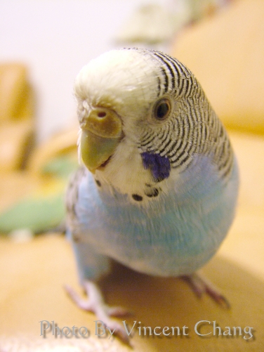 不是大頭的大頭鳥