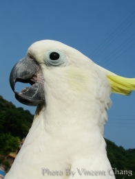 藍天白鳥