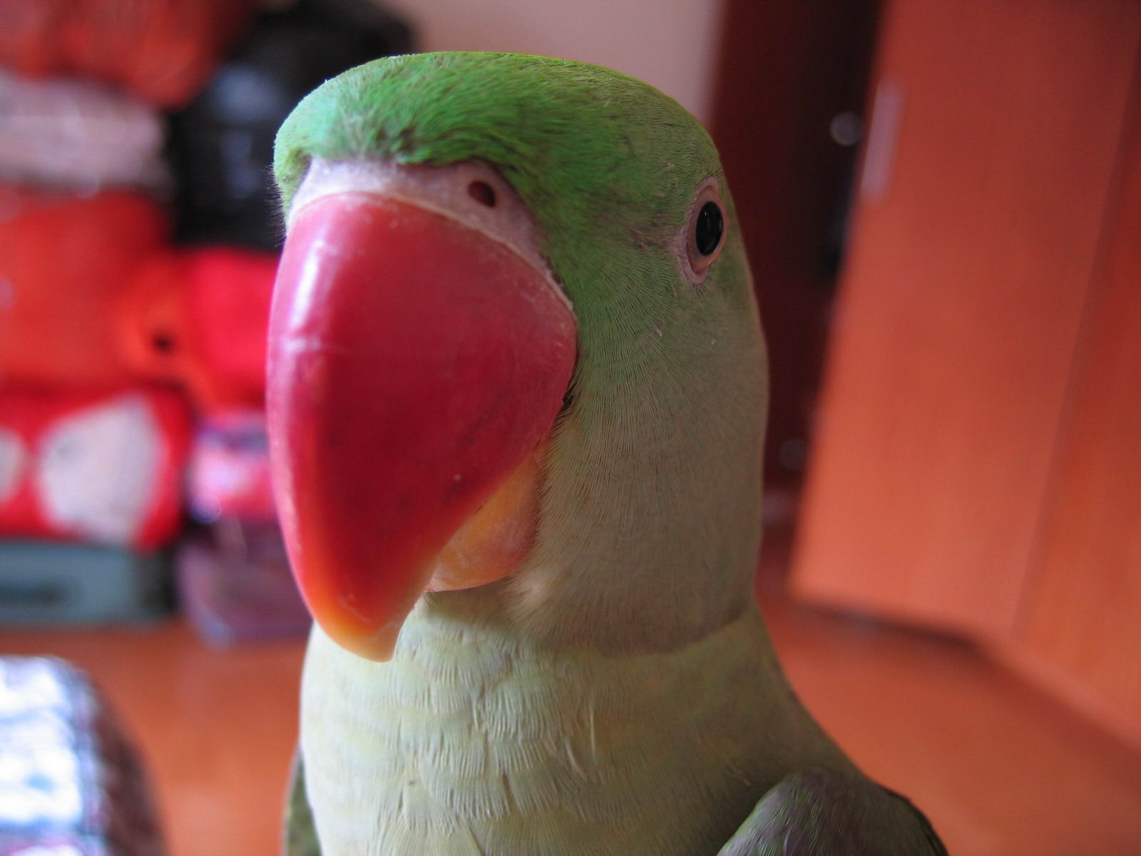 大笨鳥