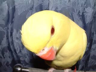 我家也有大頭鳥