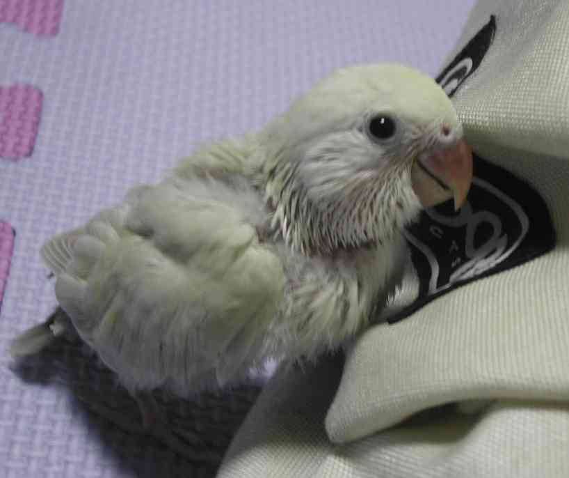 biobird