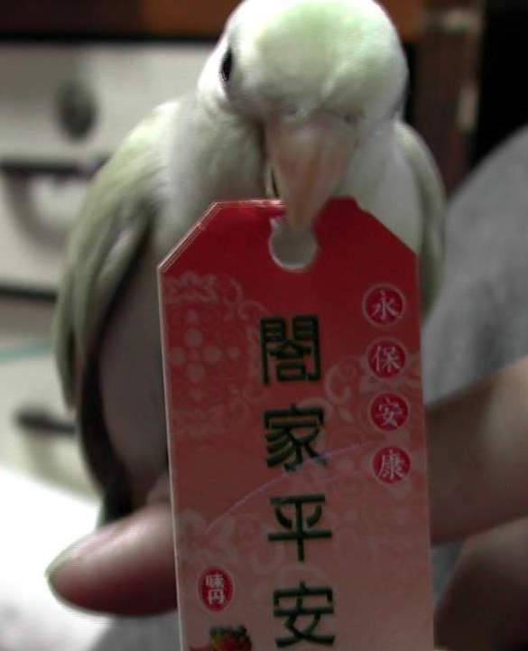 笨嘟的祝福2  ^v^