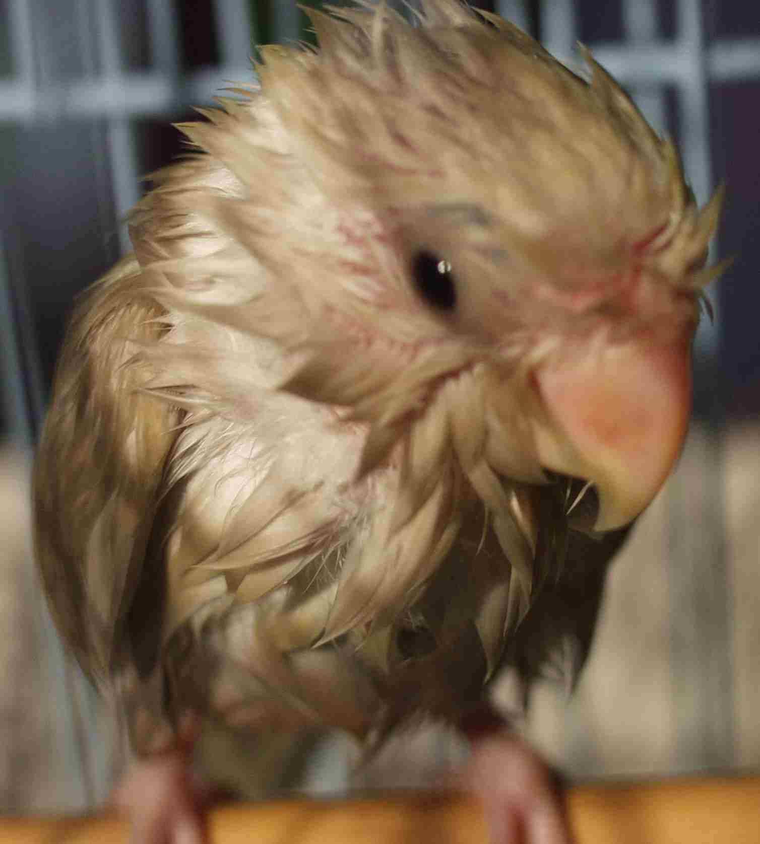 超級賽亞鳥