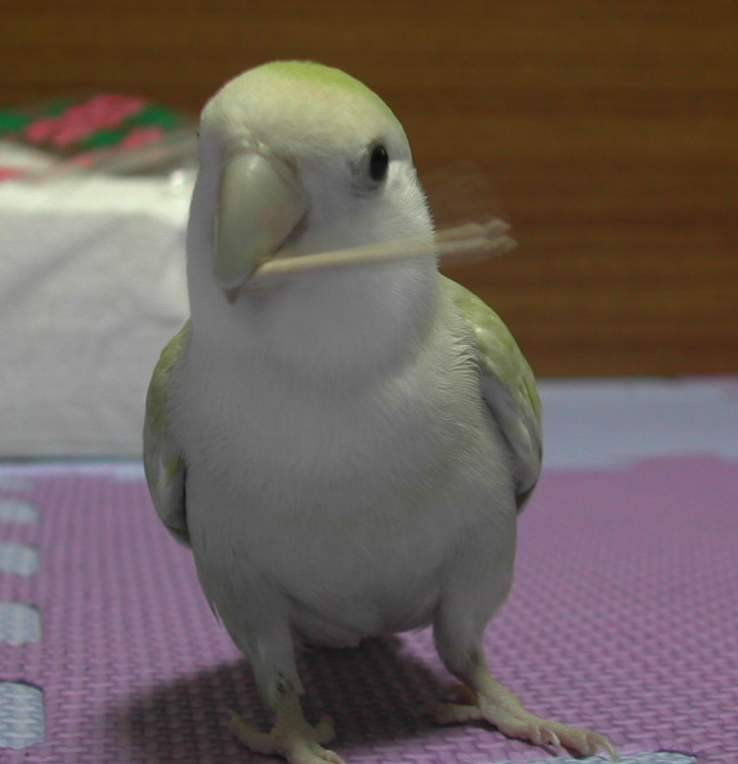 剔牙