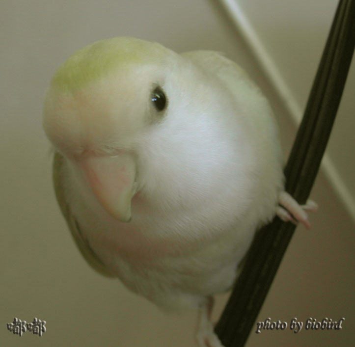 好把拔~