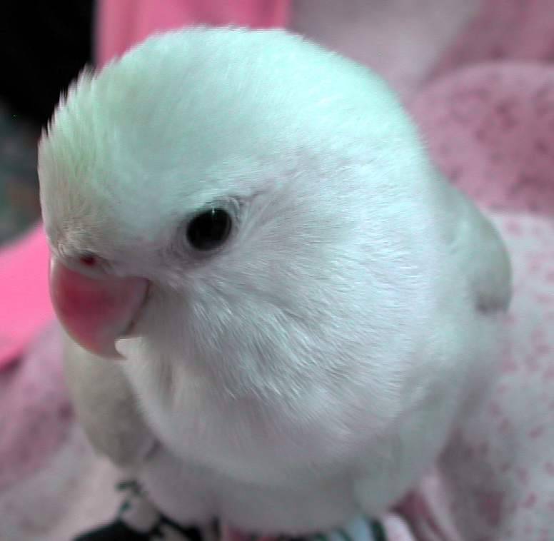 害羞的笨嘟o^-^o