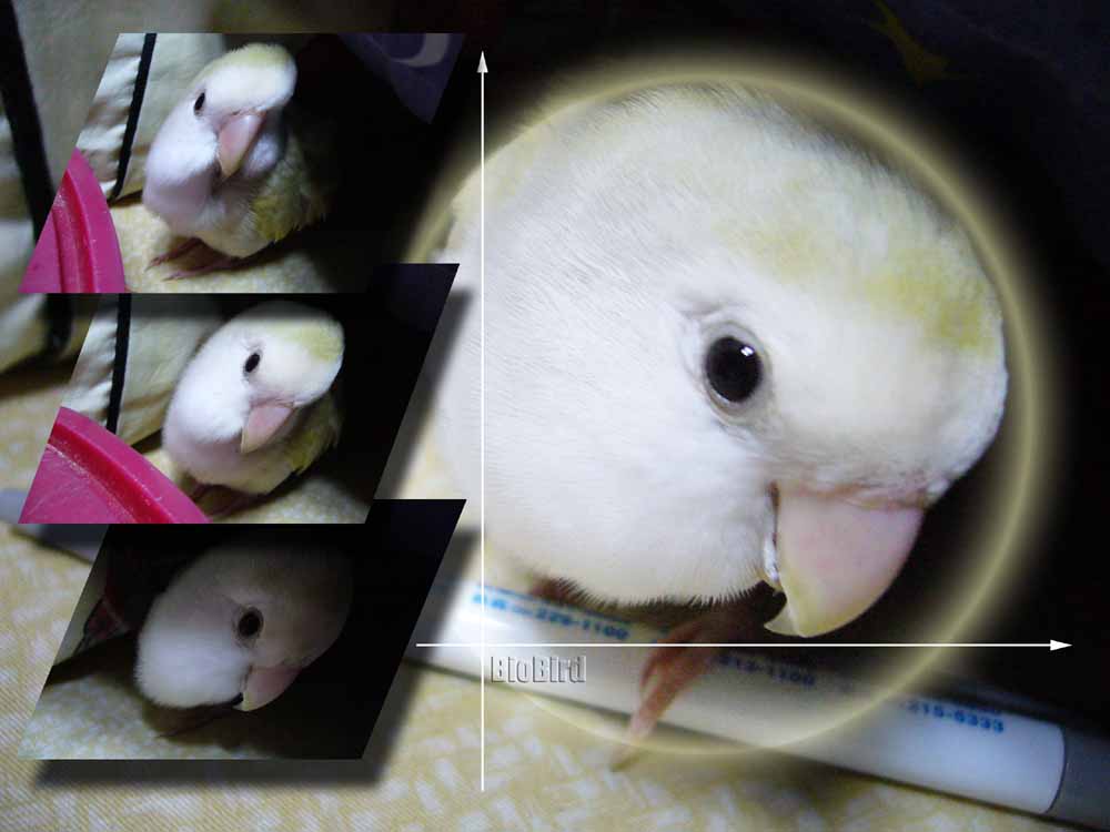 愛看鏡頭的臭嘟