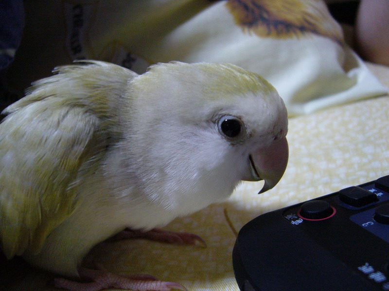 我要看電視