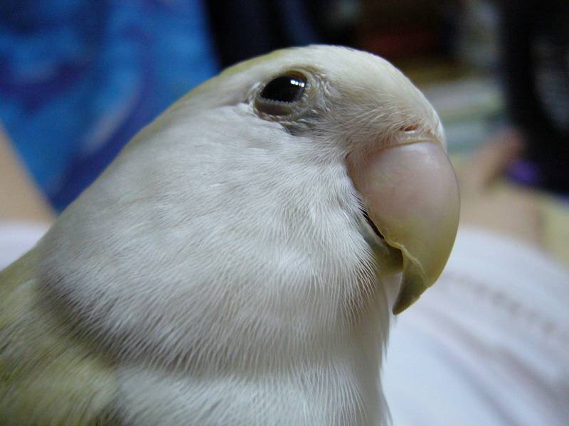 回眸一笑