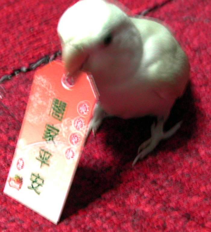 笨嘟的祝福^v^