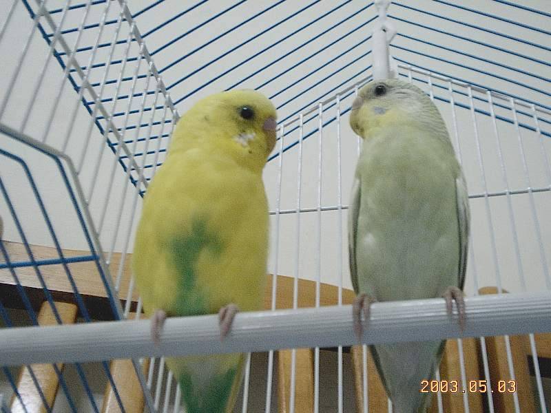 bird2003