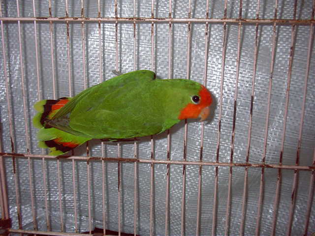 bird648