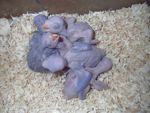綠月輪幼鳥