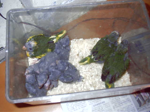 幼鳥