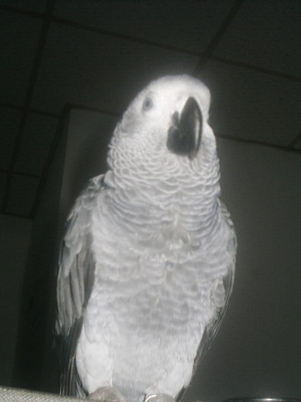birdlove