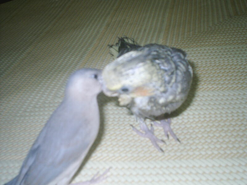 文文和饅頭珠．．．＞準備kiss中