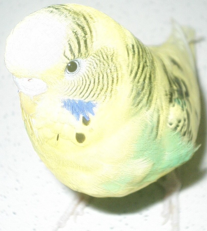 鸚哥：肥鳥~