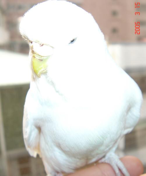 白大頭（安純）裝COOL！