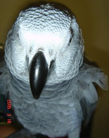 灰鸚（丫醜）鳳梨頭！