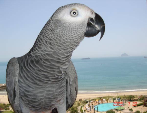 看海ㄉ~丫醜