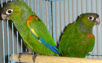 birds9988