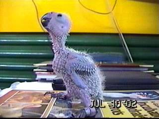 金太陽