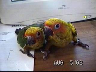 金太陽