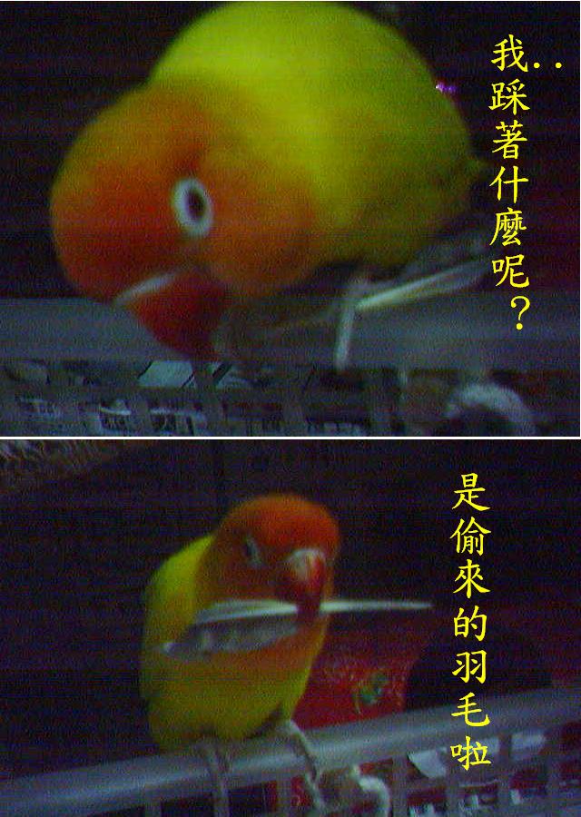 偷羽毛