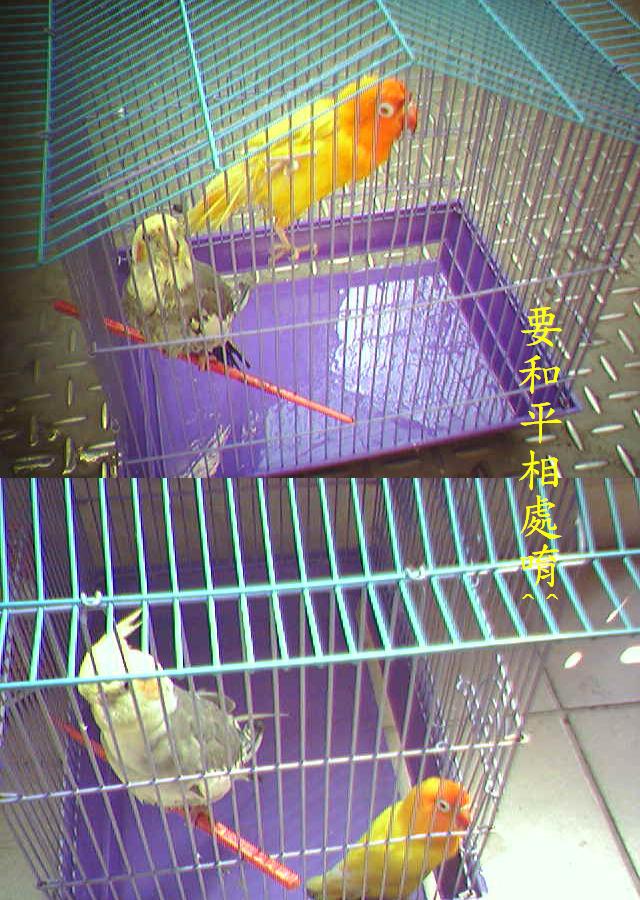 雖然我們不同種類但是我們都是鳥所以要和平相處