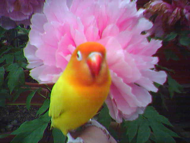 孔雀花鳥