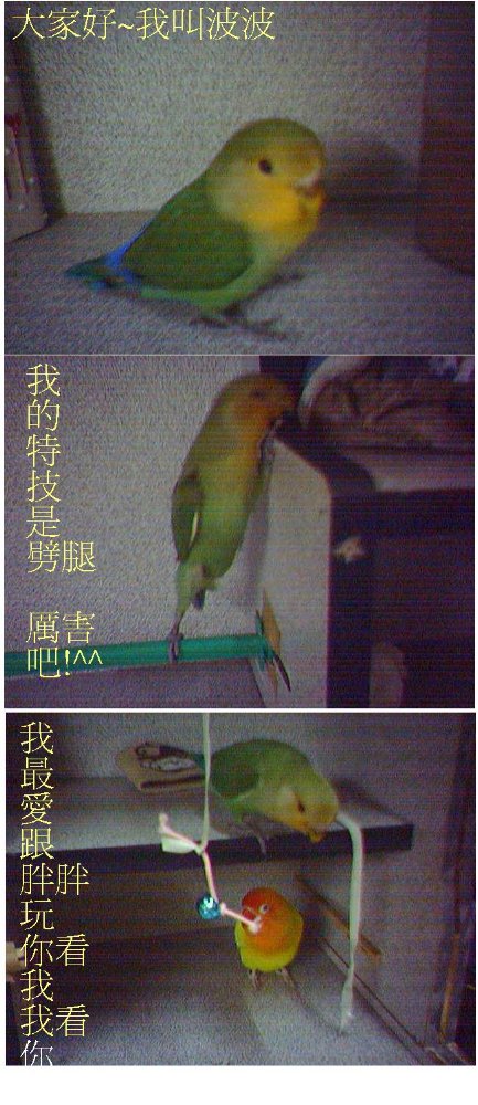 偶家低新成員