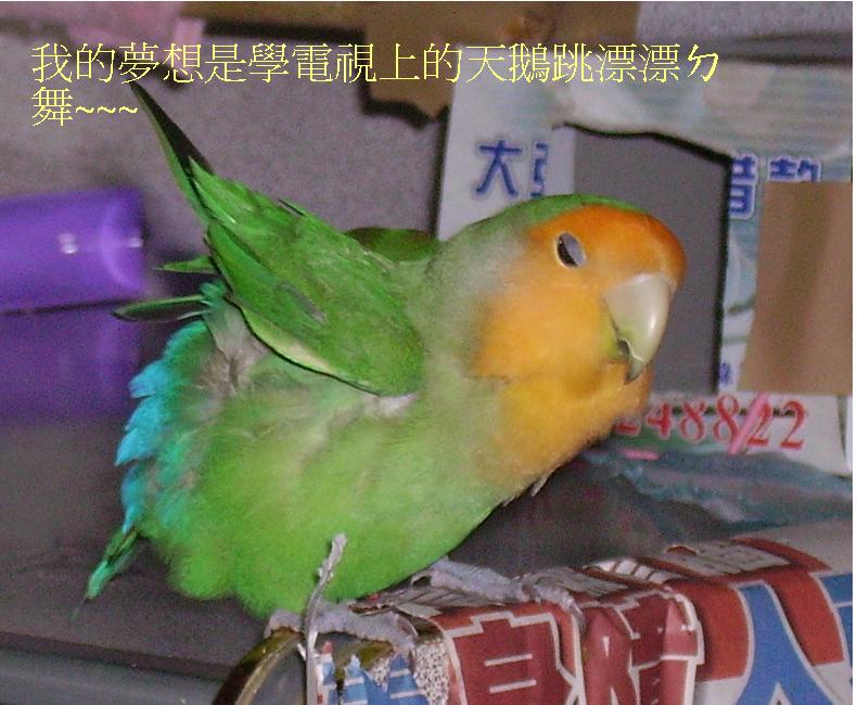 波波的夢想
