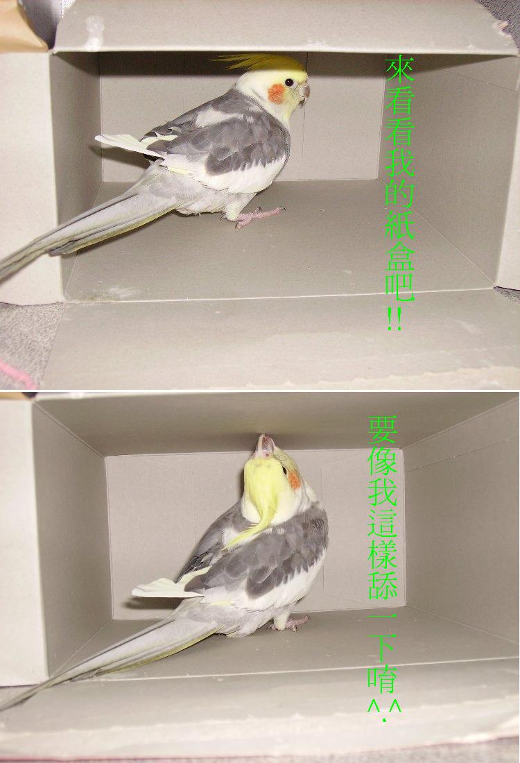 QQ的盒子