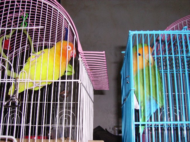 外表看似想見面的2隻鳥兒~私底下卻...