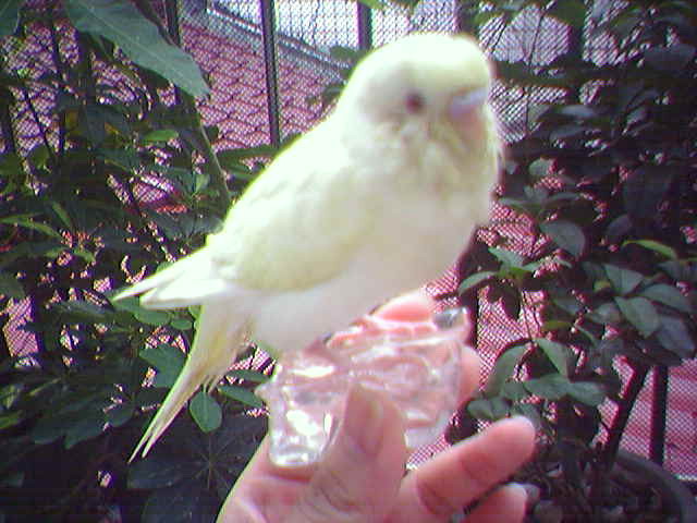站冰塊的鳥