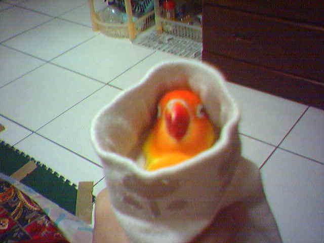 襪襪鳥
