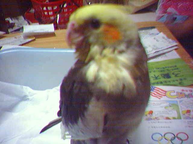 來了一隻玄鳳^^
